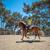 Equestrian