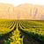 Vineyard