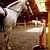 Equestrian School
