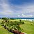 Cinammon Hills Golf View