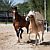 Horse Stables