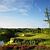 Royal Westmoreland Golf (2)